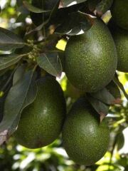AVOKADO BAHÇEMİZDEN 120-200GR ARASI (10 ADET)