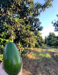 AVOKADO BAHÇEMİZDEN 5 ADET(220-300)gr