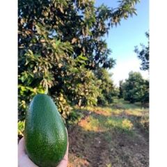 AVOKADO BAHÇEMİZDEN 120-200GR ARASI(5 ADET)